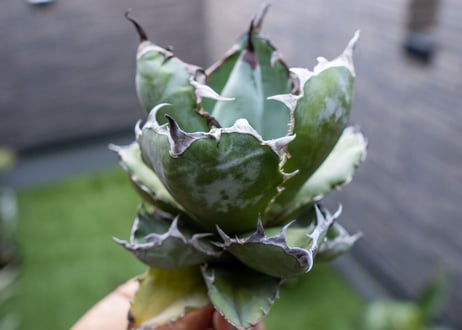 Agave B&B  №5
