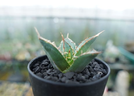 アガベ　チタノタ　FO-76　Agave titanota  FO-76　No.8