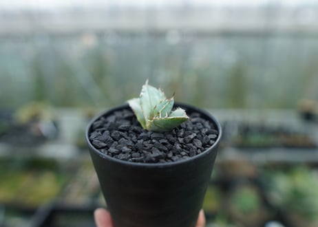 アガベ　チタノタ　ホワイトアイス 　agave titanota whiteice