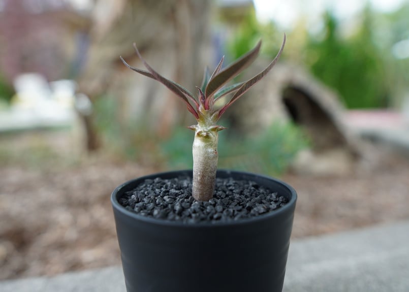 沖縄実生株】パキポディウム バロニー Pachypodium baronii No.1 |