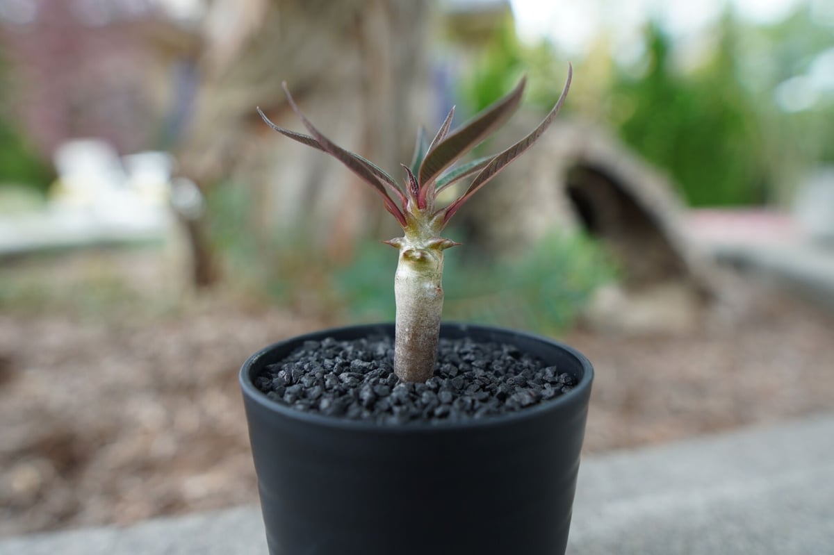 沖縄実生株】パキポディウム バロニー Pachypodium baronii No.1 沖縄実生株】パキポディウム バロニー Pachypodium baronii No.1