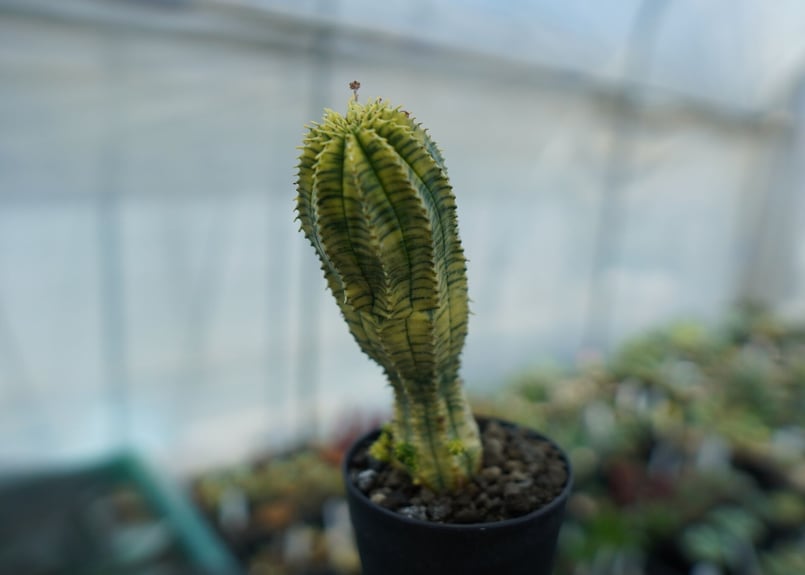 ユーフォルビア 魔紅キリン Euphorbia “Makou kirin” | mana's