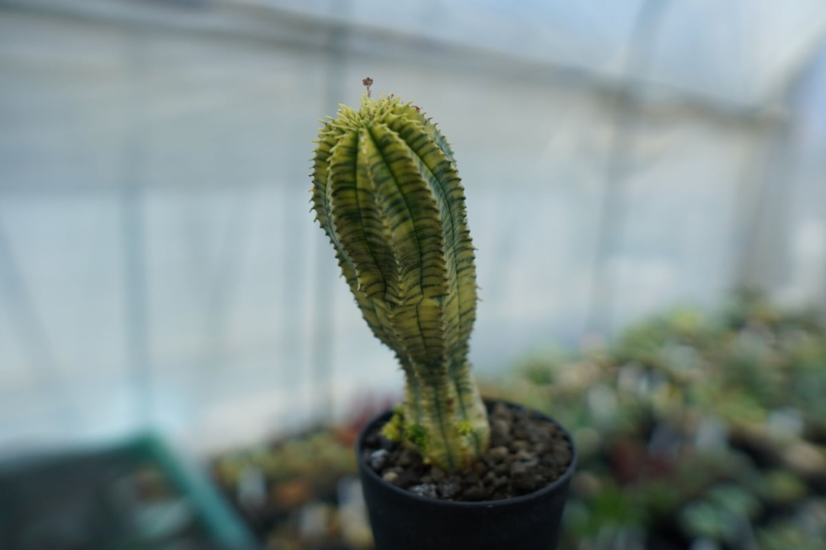 ユーフォルビア 魔紅キリン Euphorbia “Makou kirin” | mana's