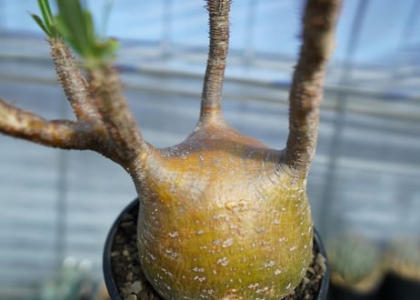 パキポディウム　グラキリス　 Pachypodium Gracilius　No.1