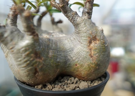 パキポディウム　グラキリス　 Pachypodium Gracilius　No.2
