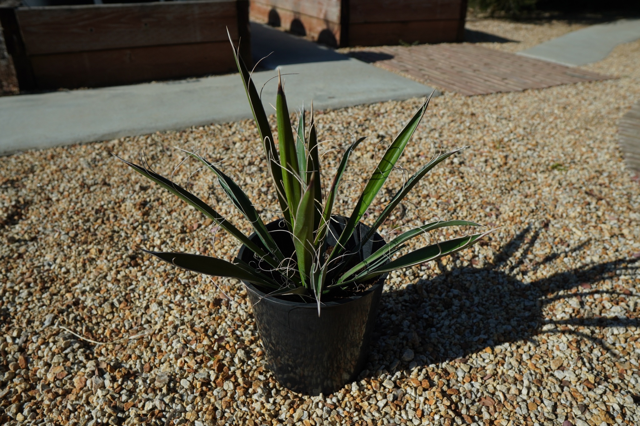 幹立ちカルネロサーナ ユッカ カルネロサーナ Yucca carnerosana No.1 | mana's fa
