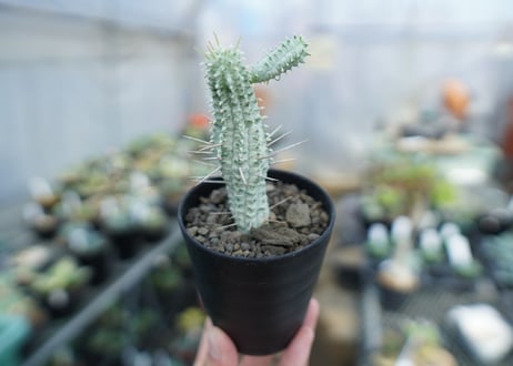 ユーフォルビア　ミルクトロン　Euphorbia mammillaris cv. variegat　No.2