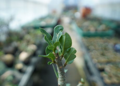 アデニウム　Adenium　No.10