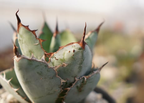 Agave titanota 'black and blue'　子株付き　No.3