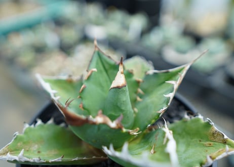 アガベ　チタノタ 　Agave titanota　No.1