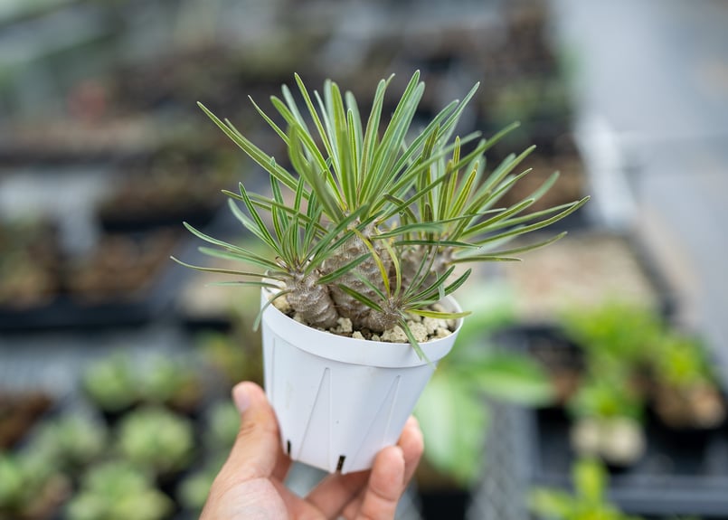 パキポディウム グラキリス 沖縄実生 | mana's farm:塊根植物