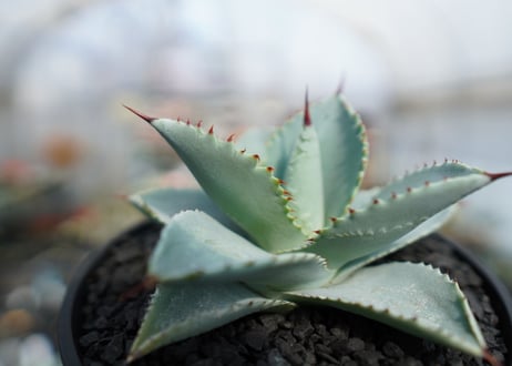 アガベ　ドラゴントゥース　Agave Dagontoes　No.1