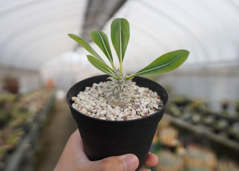パキポディウム 恵比寿大黒 Pachypodium Densicaule No.2 | man