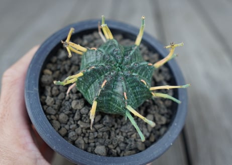 ユーフォルビア　バリダ　Euphorbia valida　NO.1