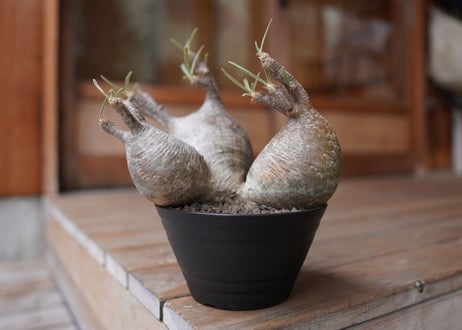 パキポディウム　グラキリス　3頭　 Pachypodium Gracilius