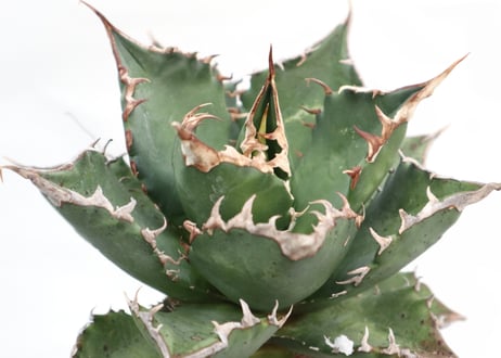 Agave titanota FO-76 dwarf  compacta  no.2