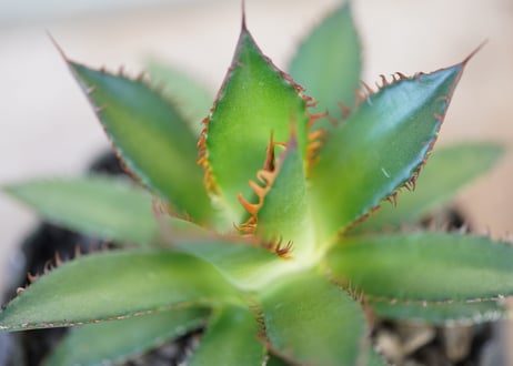 Agave horrida