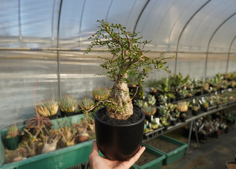 【Operculicarya pachypus｜オペルクリカリア・パキプス】 Operculicarya Pachypus オペルクリカリア・パキプス – Caudex