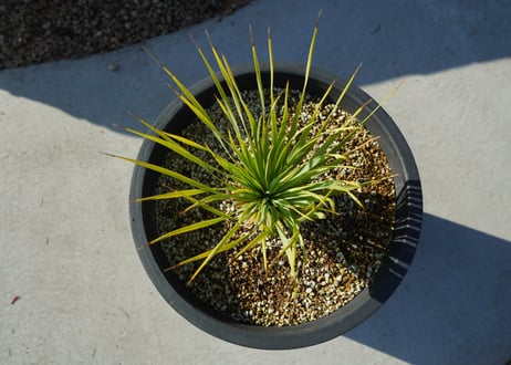 ユッカ　ロストラータ　yucca rostrata No.2