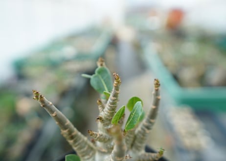 アデニウム　Adenium　No.4