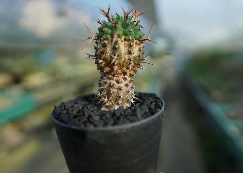 ユーフォルビア 群星冠 Euphorbia stellispina No.2 | mana'