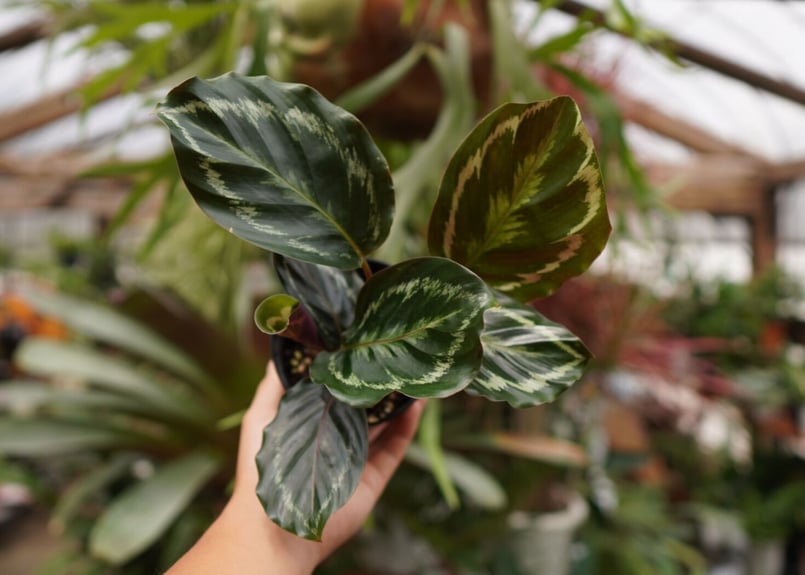 カラテア メダリオン | mana's farm:塊根植物・アガベ・ドライガーデン