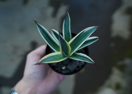 アガベ　ブルーグロー錦　Agave Blue Glow