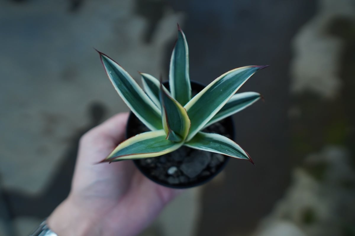 アガベ ブルーグロー錦 Agave Blue Glow | mana's green:塊根植物 アガベ ブルーグロー錦 Agave Blue Glow | mana's green:塊根植物