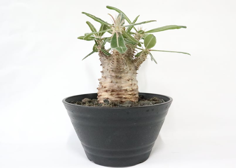 パキポディウム カクチペス | mana's farm:塊根植物・アガベ・ドライ