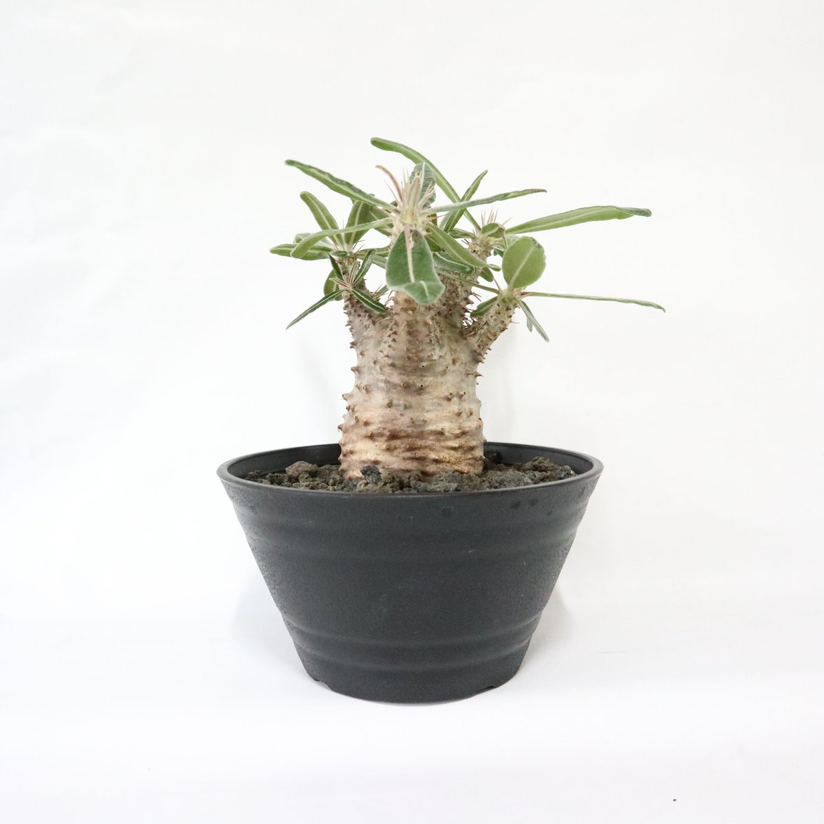 塊根植物　パキポディウム 　カクチペス Amazon｜【現品限り】パキポディウム・カクチペス【F2