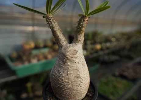 パキポディウム　グラキリス　 Pachypodium Gracilius  No.1