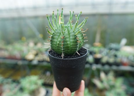 ユーフォルビア　バリダ　Euphorbia valida　No.7