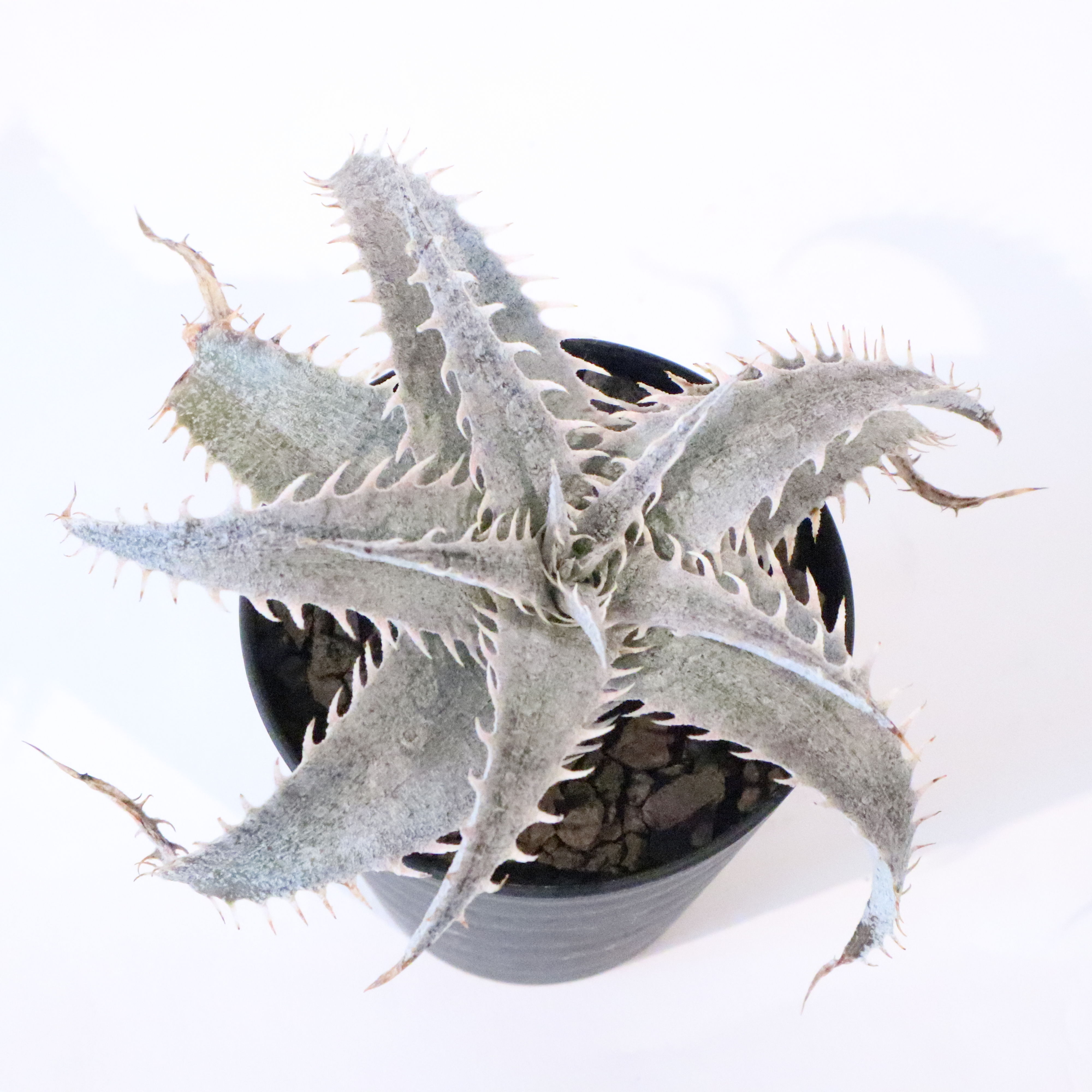 ディッキア ML × delicata GF F1 | mana's farm:塊根植物・アガ