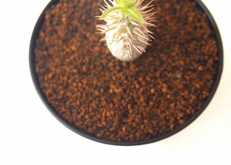 パキポディウム イノピナツム　Pachypodium inopinatum