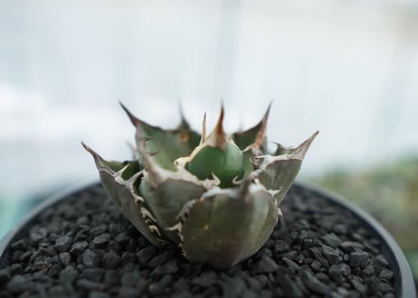 アガベ　チタノタ　FO-76　agave titanota  FO-76　No.12