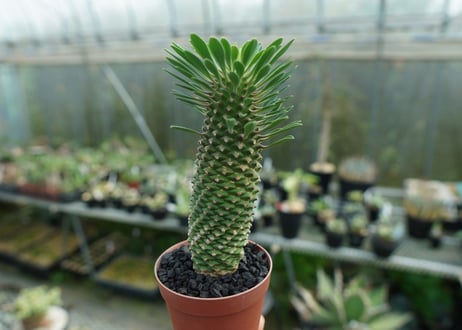 ユーフォルビア　ソテツキリン "パイナップルコーン"　Euphorbia sotetsukirin  No.1