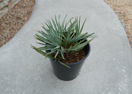 チャメロプス　セリフェラ 　Chamaerops humilis var. Cerifera  No.2