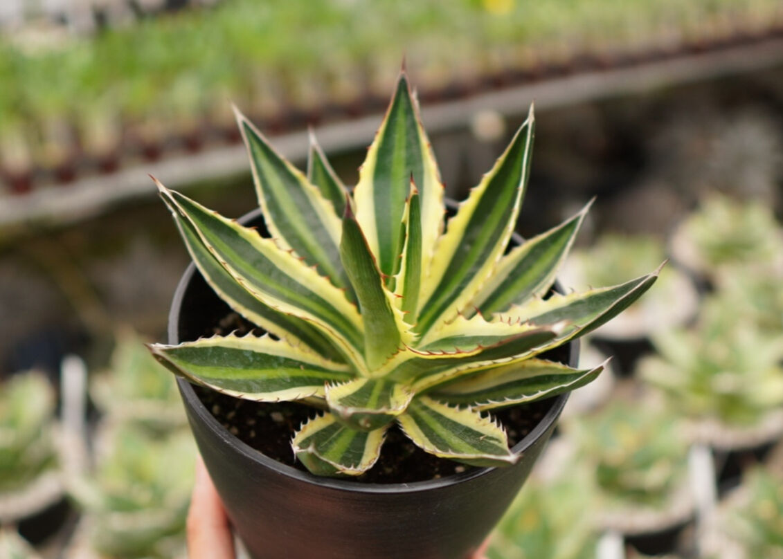 アガベ ロファンサ クアドリカラー 五色万代 NO.2 | mana's farm:塊根植