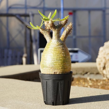 グラキリス | STORES