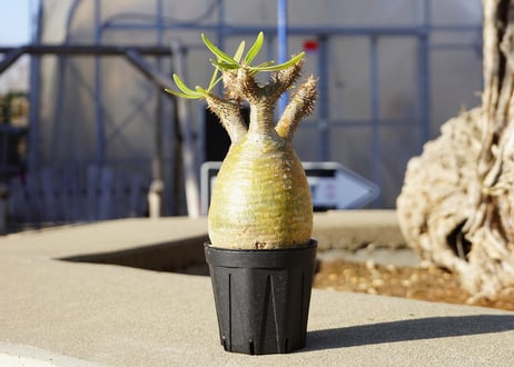 CATEGORY コーデックス | mana's farm:塊根植物・アガベ・ドライ