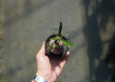 パキポディウム　グラキリス　 Pachypodium Gracilius  No.7