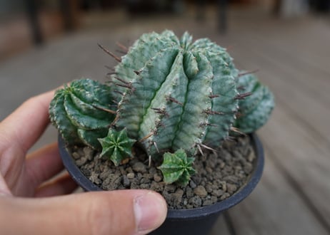 ユーフォルビア　ホリダ　Euphorbia horrida