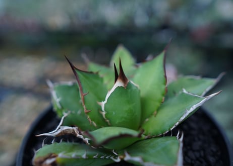 アガベ　チタノタ　Agave titanota　No.4
