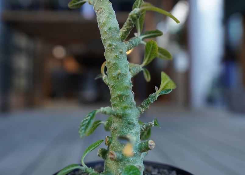 ドルステニア ギガス Dorstenia gigas | mana's farm:塊根植物
