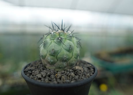 コピアポア　モンタナ 　”妖鬼玉”　Copiapoa montana