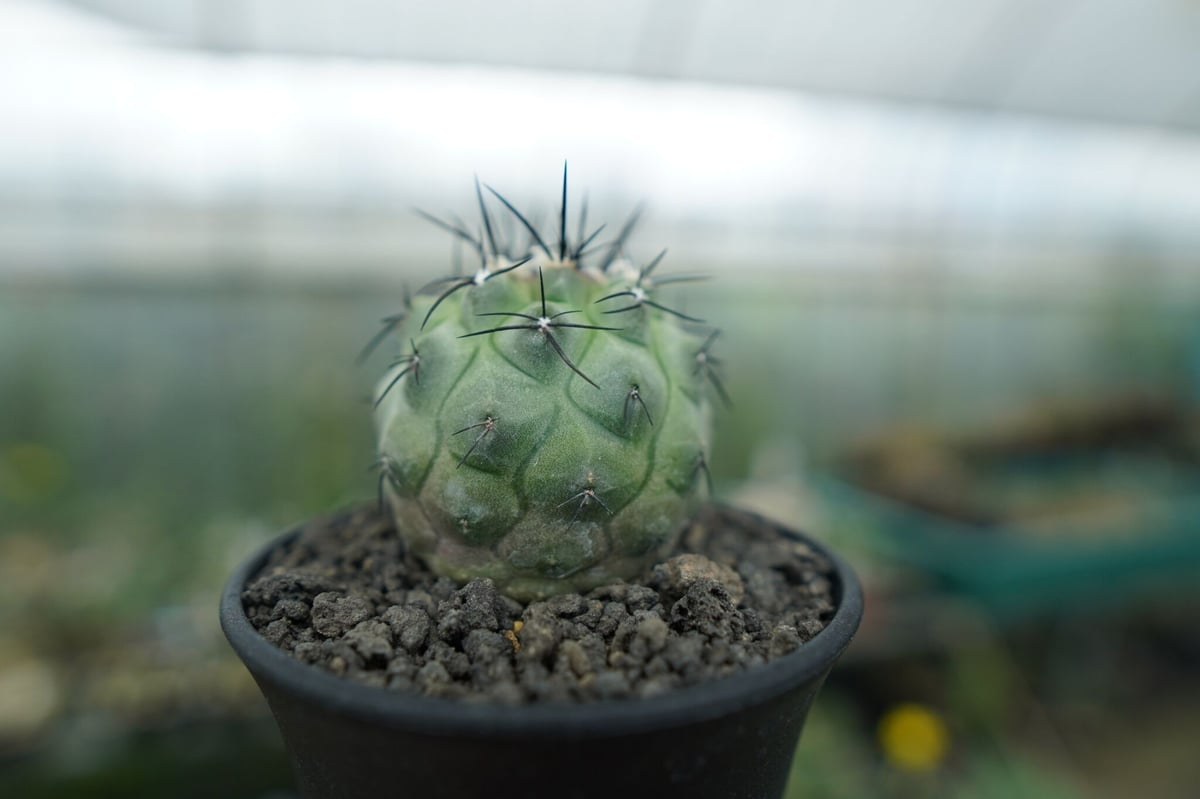 サボテン コピアポア モンタナセッカ コピアポア モンタナ ”妖鬼玉” Copiapoa montana | mana's far