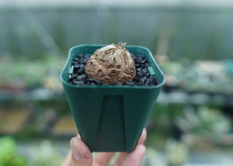 亀甲竜　Dioscorea elephantipes　No.4