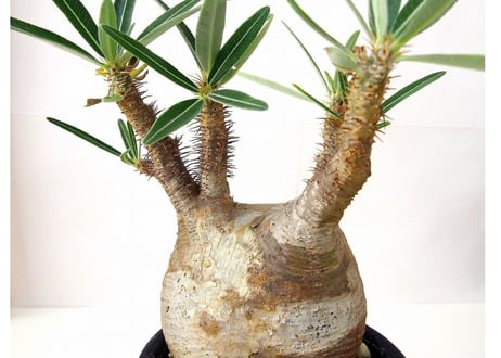 パキポディウム  グラキリス Pachypodium Gracilius　№5