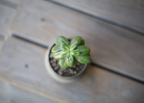 オトンナ　ツベローサ　Othonna tuberosa