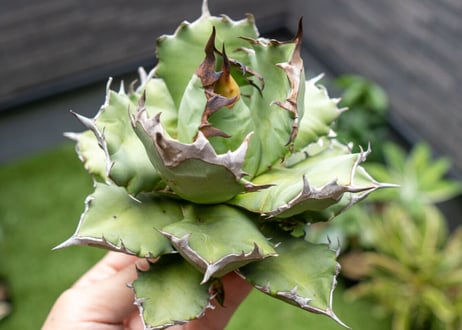 Agave titanota dwarf 姫厳龍 B NO.2